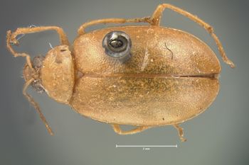 Media type: image;   Entomology 18470 Aspect: habitus dorsal view